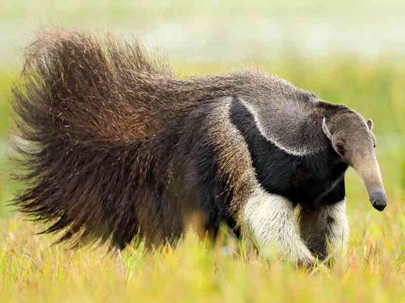 anteater - mammals with detailed facts including diet, lifespan, weight and habitat information