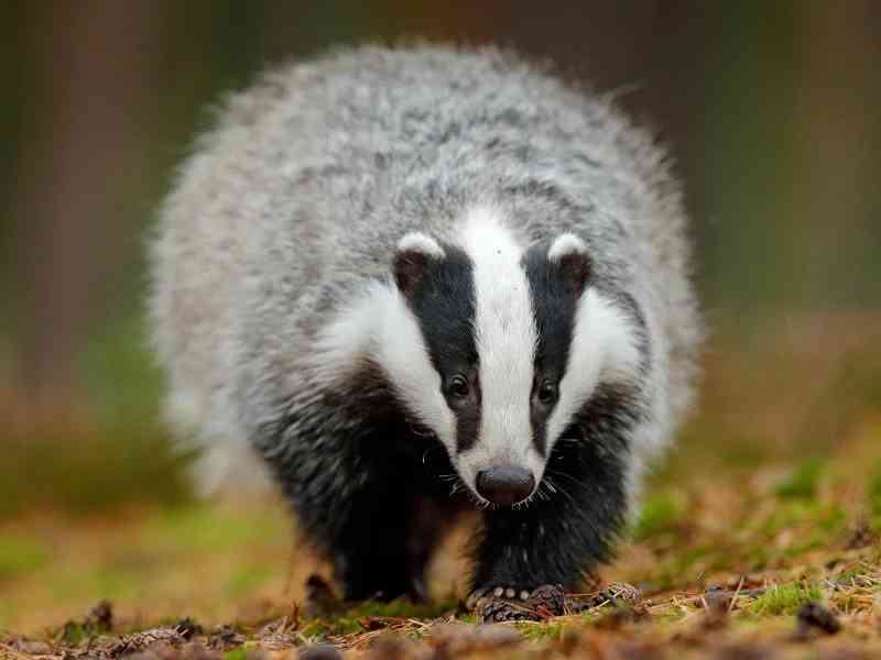 badger - mammals with detailed facts including diet, lifespan, weight and habitat information