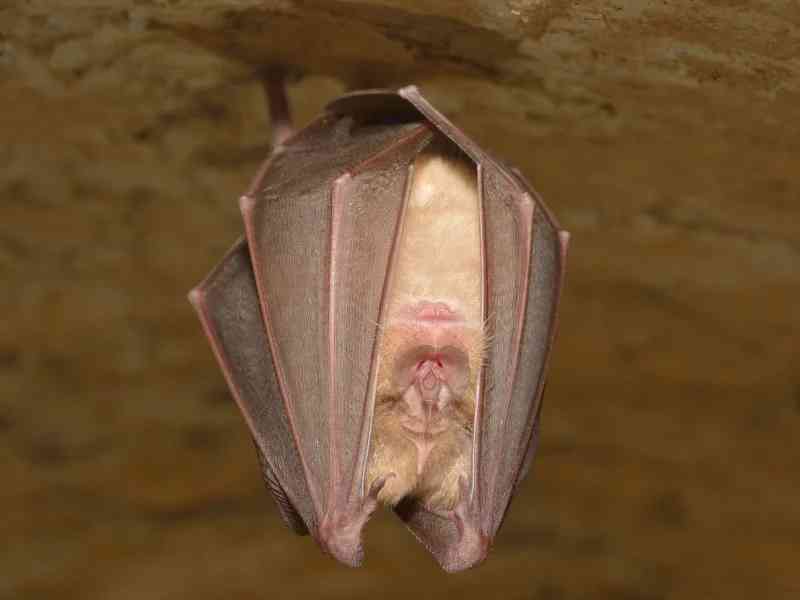 bat - mammals with detailed facts including diet, lifespan, weight and habitat information