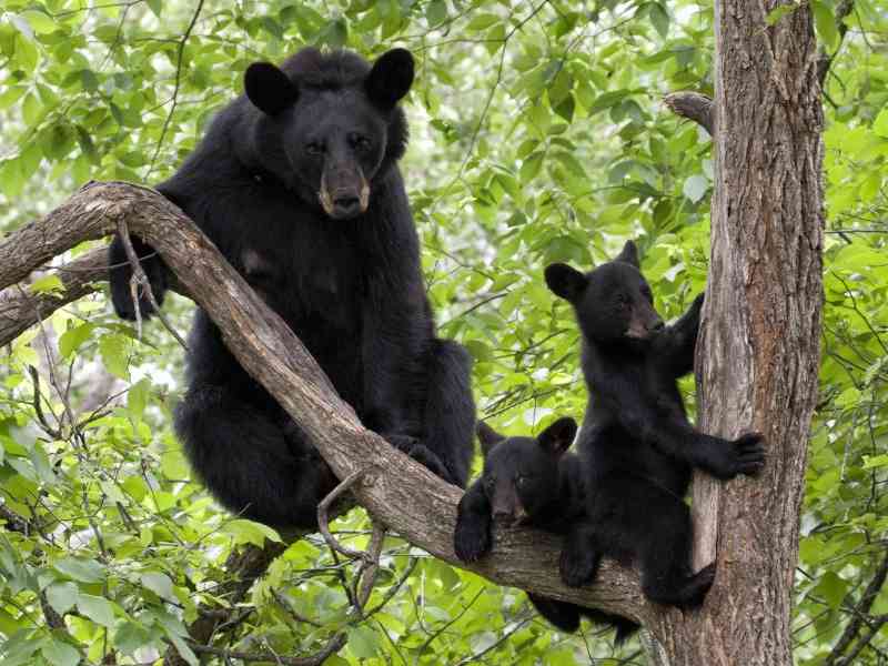 blackbear - mammals with detailed facts including diet, lifespan, weight and habitat information