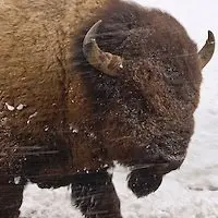 buffalo - mammals with detailed facts including diet, lifespan, weight and habitat information