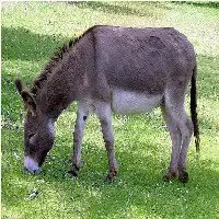 burro - mammals with detailed facts including diet, lifespan, weight and habitat information