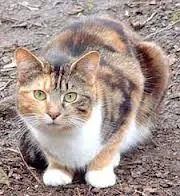 cat - mammals with detailed facts including diet, lifespan, weight and habitat information