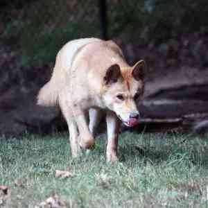 dingo - mammals with detailed facts including diet, lifespan, weight and habitat information