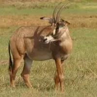 eland - mammals with detailed facts including diet, lifespan, weight and habitat information