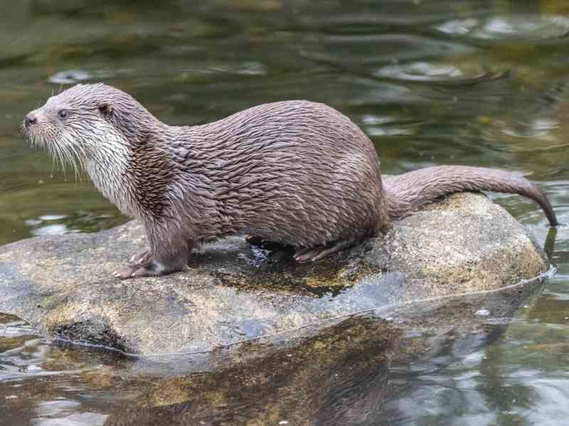 eurasianotter - mammals with detailed facts including diet, lifespan, weight and habitat information