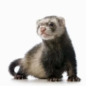 ferret - mammals with detailed facts including diet, lifespan, weight and habitat information