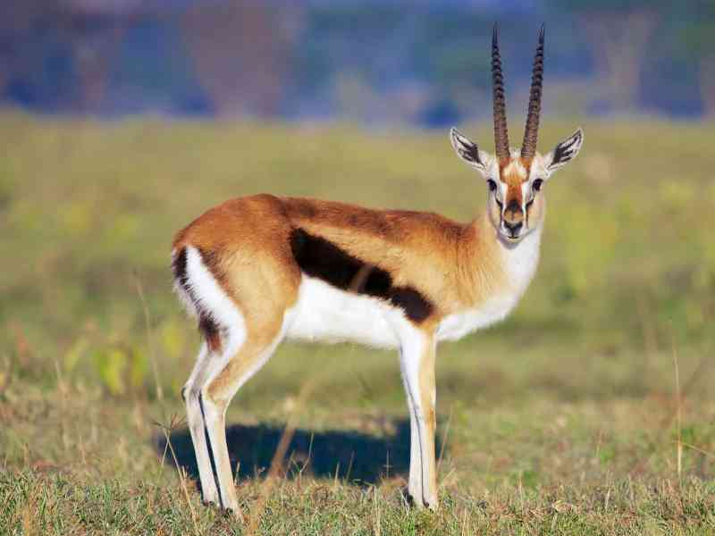 gazelle - mammals with detailed facts including diet, lifespan, weight and habitat information
