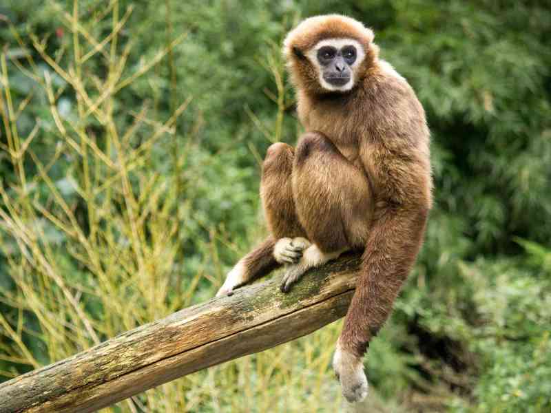gibbon - mammals gibbon - mammals with detailed facts including diet, lifespan, weight and habitat information