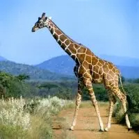giraffe - mammals with detailed facts including diet, lifespan, weight and habitat information