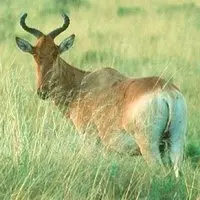 hartebeest - mammals with detailed facts including diet, lifespan, weight and habitat information