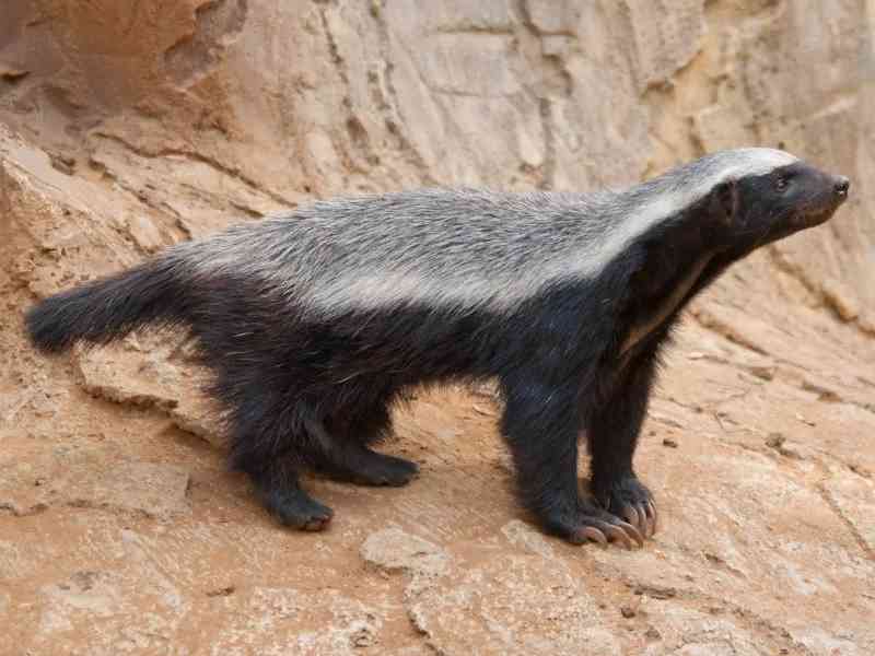 honeybadger - mammals with detailed facts including diet, lifespan, weight and habitat information
