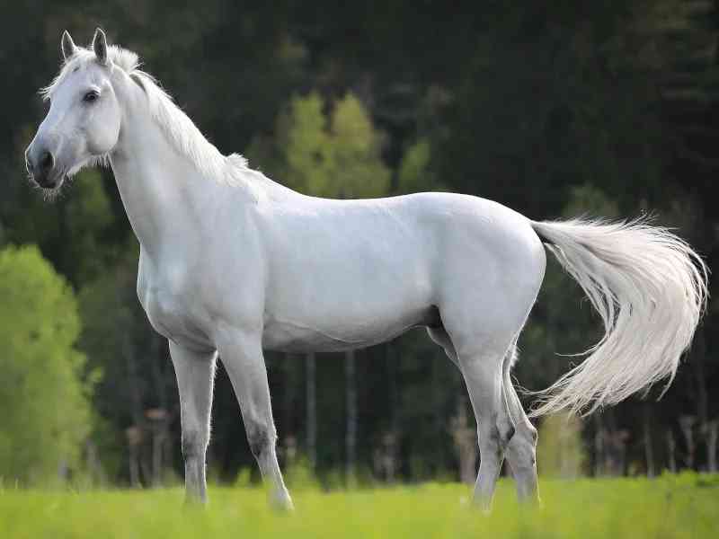 horse - mammals with detailed facts including diet, lifespan, weight and habitat information