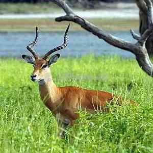 impala - mammals with detailed facts including diet, lifespan, weight and habitat information