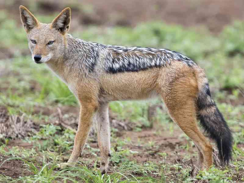 jackal - mammals with detailed facts including diet, lifespan, weight and habitat information
