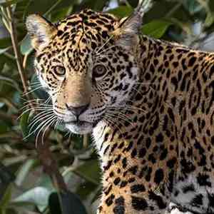 jaguar - mammals with detailed facts including diet, lifespan, weight and habitat information