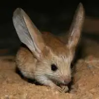 jerboa - mammals with detailed facts including diet, lifespan, weight and habitat information