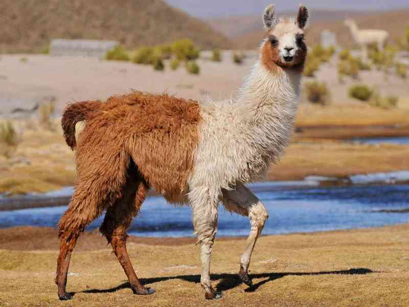llama - mammals with detailed facts including diet, lifespan, weight and habitat information