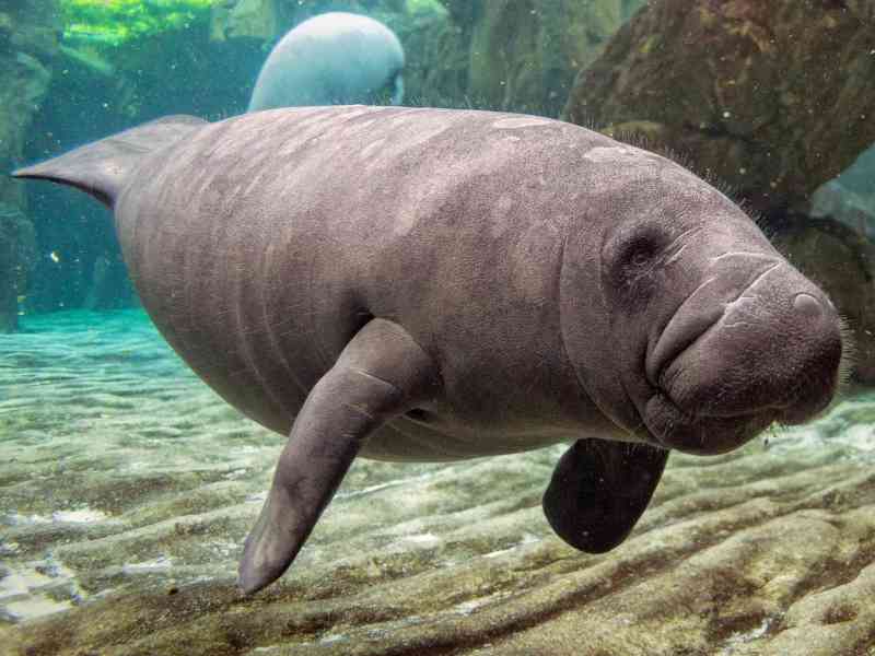 manatee - mammals with detailed facts including diet, lifespan, weight and habitat information