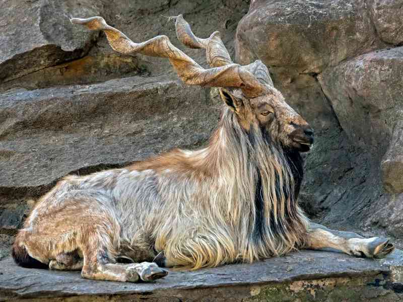 markhor - mammals with detailed facts including diet, lifespan, weight and habitat information