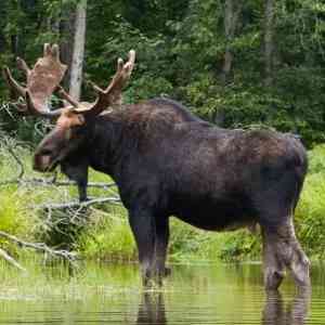 moose - mammals with detailed facts including diet, lifespan, weight and habitat information