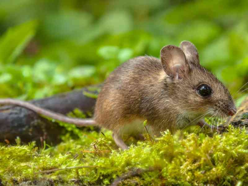 mouse - mammals mouse - mammals with detailed facts including diet, lifespan, weight and habitat information