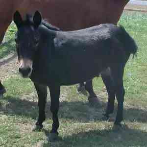mule - mammals with detailed facts including diet, lifespan, weight and habitat information
