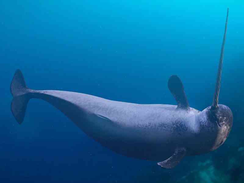 narwhal - mammals with detailed facts including diet, lifespan, weight and habitat information