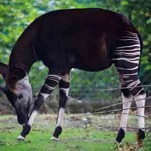 okapi - mammals okapi - mammals with detailed facts including diet, lifespan, weight and habitat information