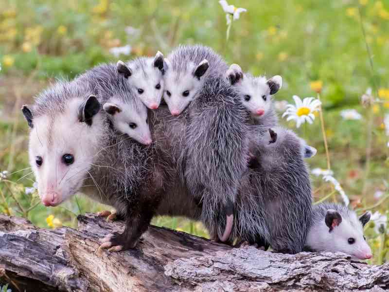 opossum - mammals with detailed facts including diet, lifespan, weight and habitat information