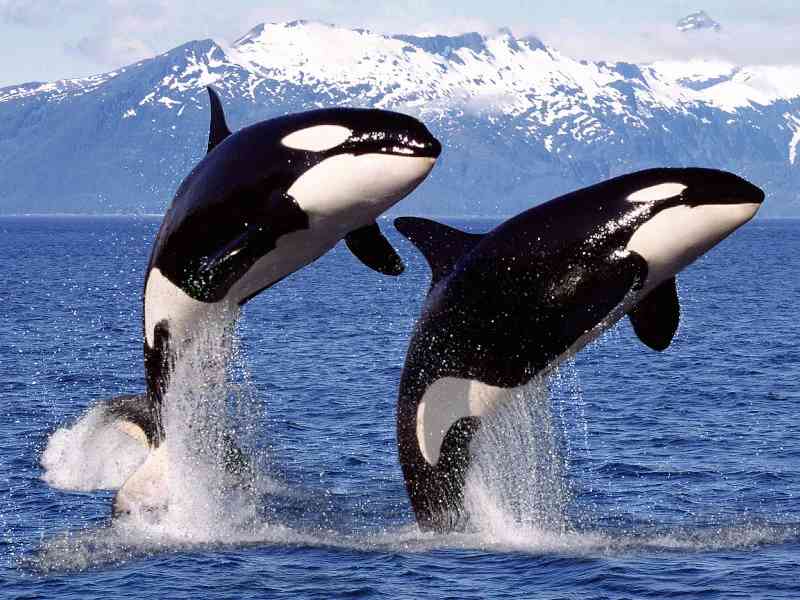 orca - mammals with detailed facts including diet, lifespan, weight and habitat information
