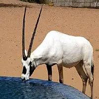 oryx - mammals with detailed facts including diet, lifespan, weight and habitat information