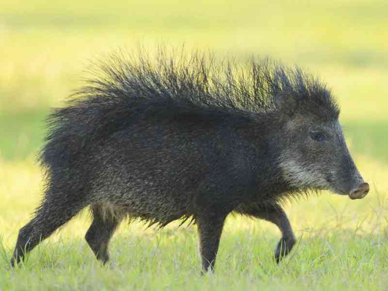 peccary - mammals with detailed facts including diet, lifespan, weight and habitat information