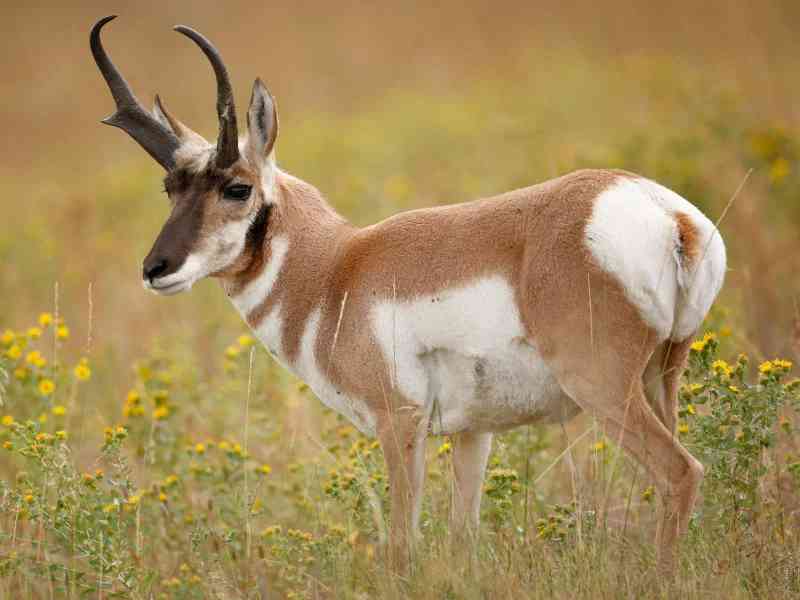 pronghorn - mammals with detailed facts including diet, lifespan, weight and habitat information