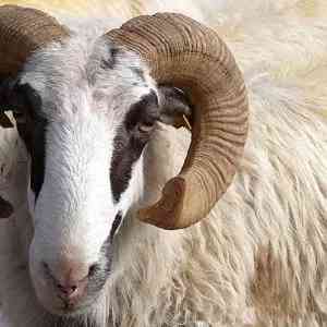 ram - mammals with detailed facts including diet, lifespan, weight and habitat information