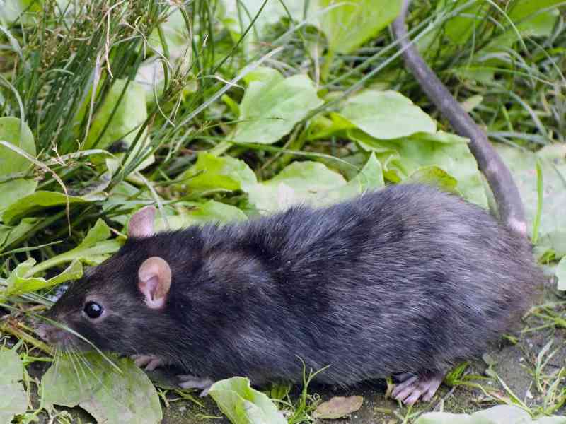 rat - mammals with detailed facts including diet, lifespan, weight and habitat information