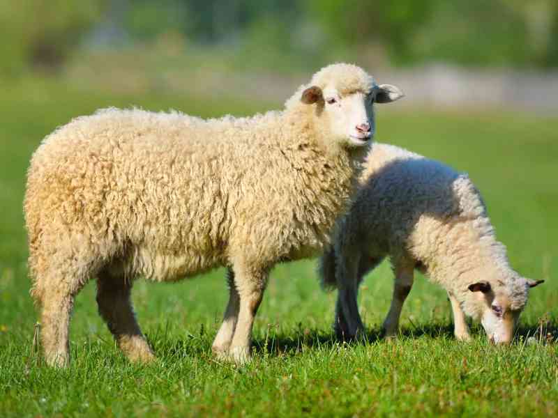sheep - mammals with detailed facts including diet, lifespan, weight and habitat information