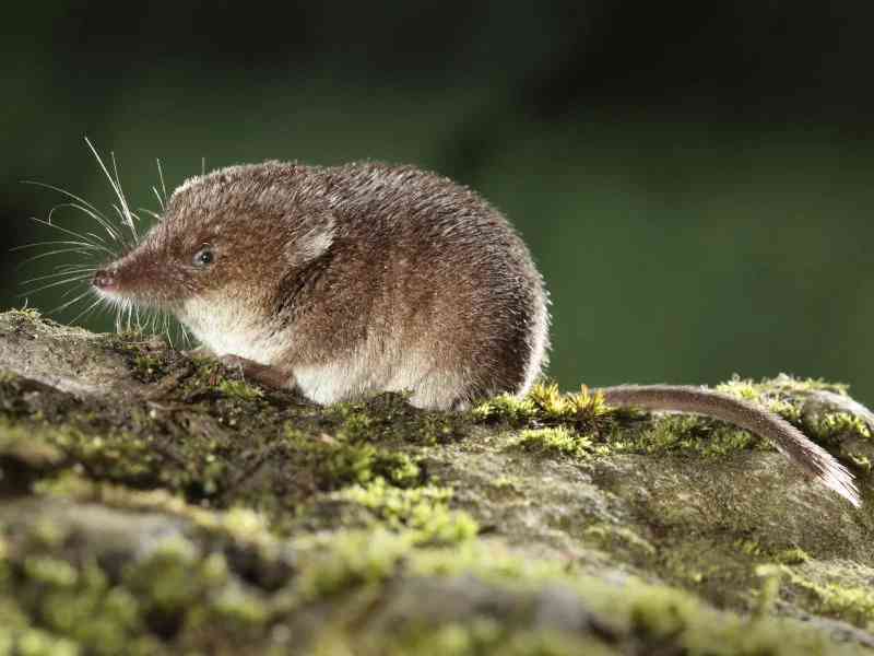 shrew - mammals with detailed facts including diet, lifespan, weight and habitat information