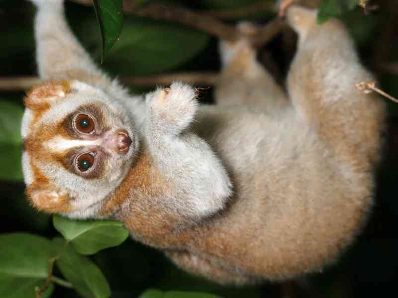 slowloris - mammals with detailed facts including diet, lifespan, weight and habitat information
