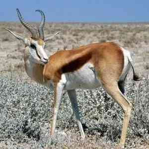 springbok - mammals springbok - mammals with detailed facts including diet, lifespan, weight and habitat information