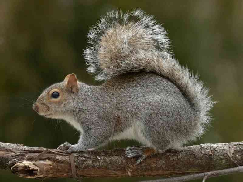 squirrel - mammals with detailed facts including diet, lifespan, weight and habitat information