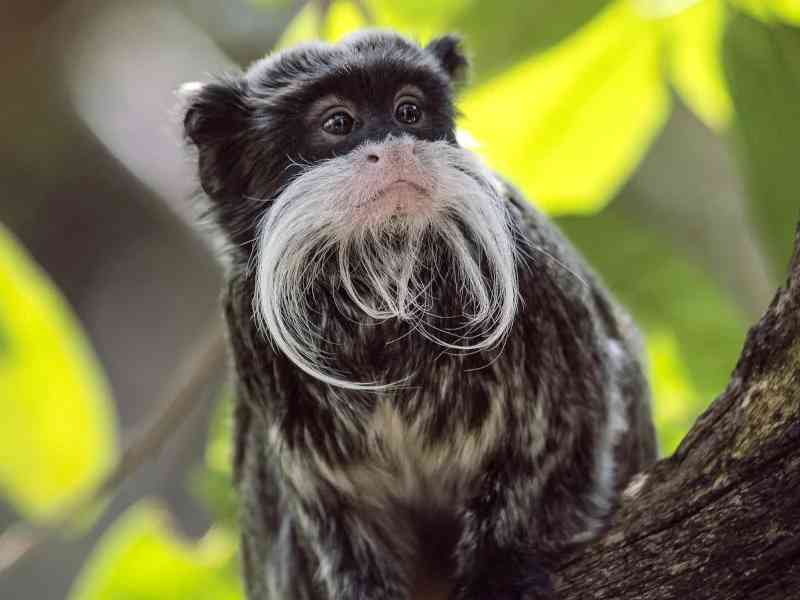 tamarin - mammals with detailed facts including diet, lifespan, weight and habitat information