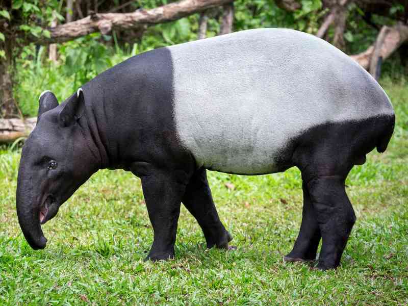 tapir - mammals tapir - mammals with detailed facts including diet, lifespan, weight and habitat information