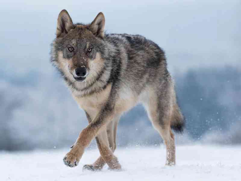 wolf - mammals with detailed facts including diet, lifespan, weight and habitat information