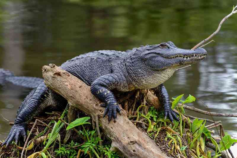 alligator - reptiles with detailed facts including diet, lifespan, weight and habitat information