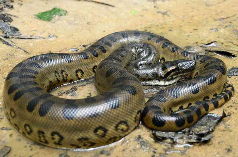 anaconda - reptiles with detailed facts including diet, lifespan, weight and habitat information