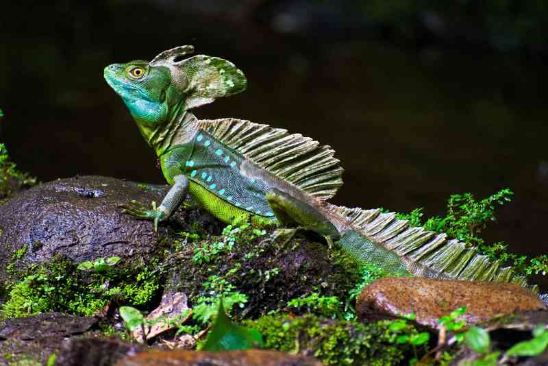 basilisk - reptiles with detailed facts including diet, lifespan, weight and habitat information