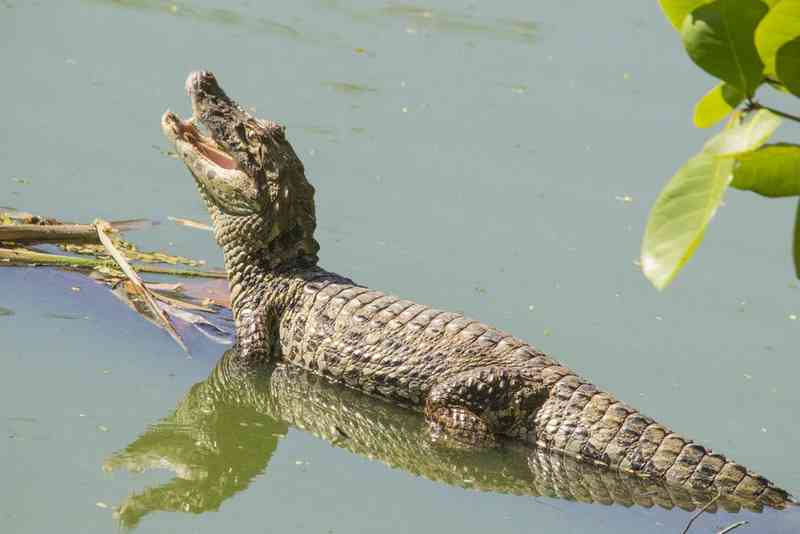caiman - reptiles with detailed facts including diet, lifespan, weight and habitat information