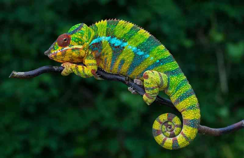 chameleon - reptiles with detailed facts including diet, lifespan, weight and habitat information