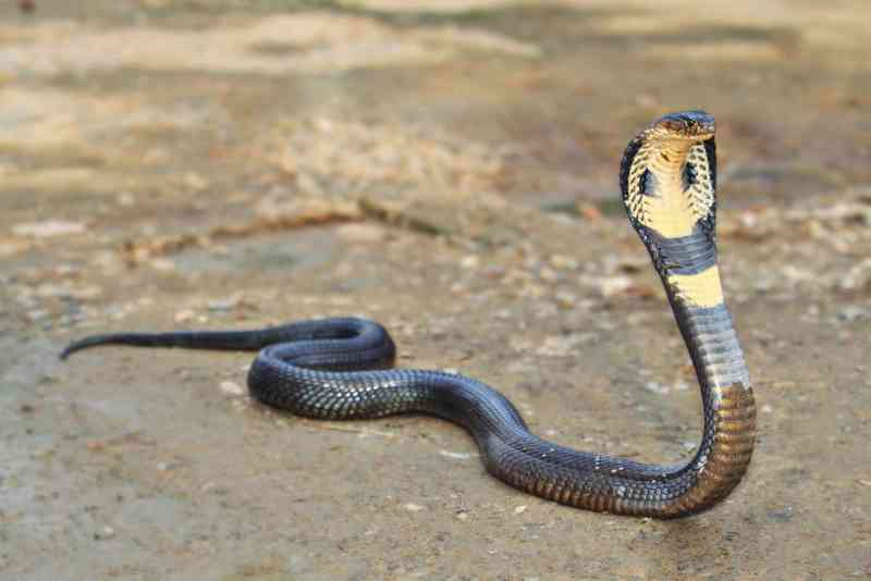 cobra - reptiles with detailed facts including diet, lifespan, weight and habitat information